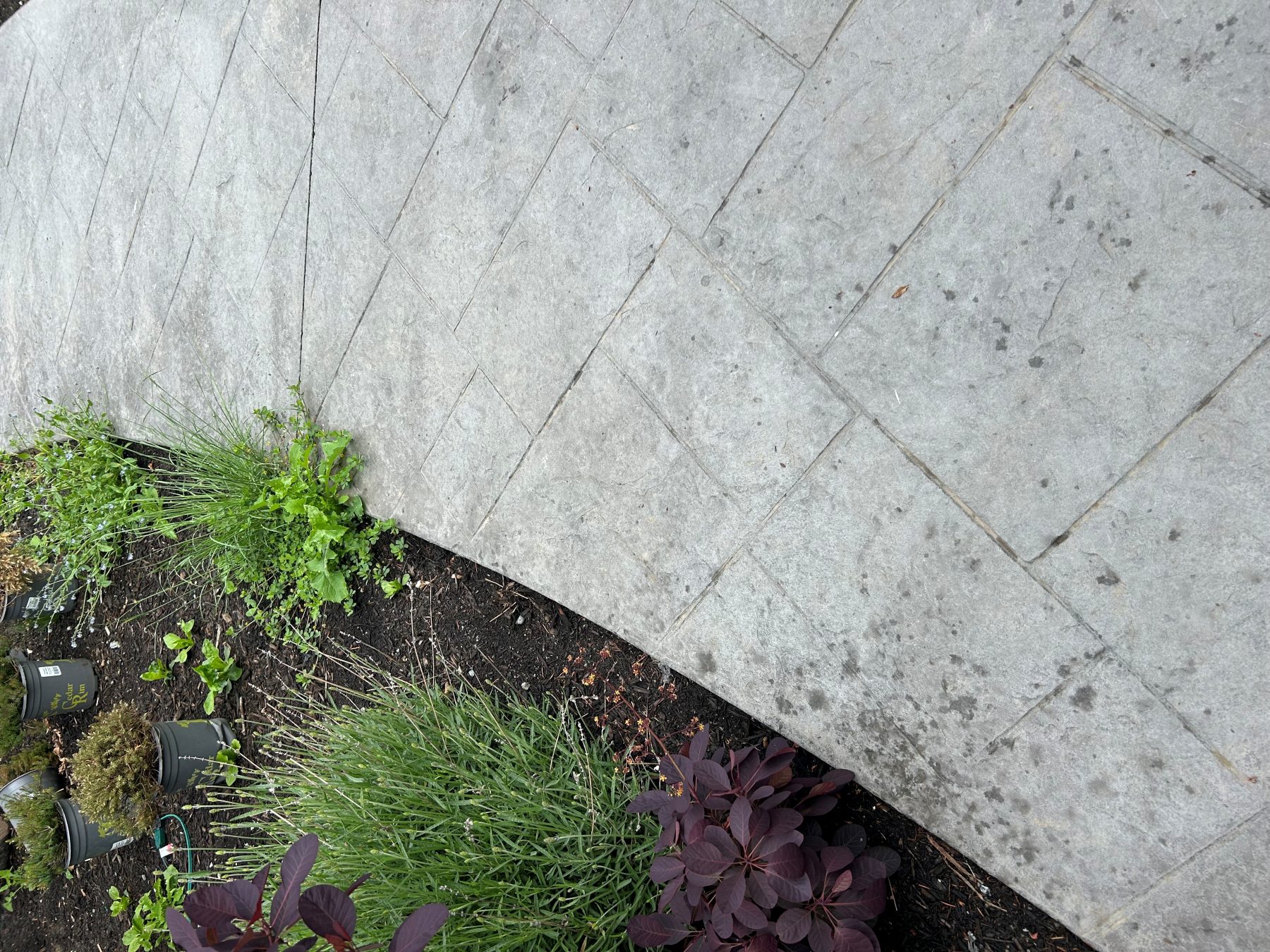 Finished backyard concrete walkway for a residential Lower Mainland project